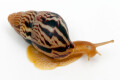 Limicolaria martensiana Mbarara, Uganda dark stripes juvenil